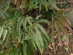 Adiantum hispidulum. Adaxial surface of mature helicoid fronds.
 Image: L.R. Perrie © Te Papa CC BY-NC 3.0 NZ